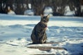 Winter landscape view of a cute gray tabby cat sitting on a snow covered ground and  looking at the camera Royalty Free Stock Photo