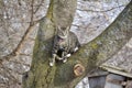 Winter landscape view of a cute gray tabby cat exploring a large tree limb, looking at the camera Royalty Free Stock Photo