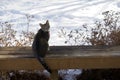 Winter landscape view of a cute young gray tabby cat sitting on a wooden bench, exploring a snow covered yard Royalty Free Stock Photo