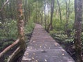 Centered wooden bridges in the mangrove forest Royalty Free Stock Photo