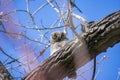 Sleepy Great Horned Owl Nestling Royalty Free Stock Photo