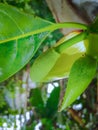 The image shows a young, green jackfruit bud emerging from a branch. It features a bumpy texture and is surrounded Royalty Free Stock Photo