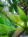 The image shows a young, green jackfruit bud emerging from a branch. It features a bumpy texture and is surrounded Royalty Free Stock Photo