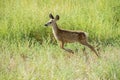 Mule Deer Fawn Prancing through Native Vegetation Royalty Free Stock Photo