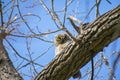 Young and Fuzzy Great Horned Owlet Curious and Napping Royalty Free Stock Photo