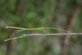 Image of a siam giant stick insect on the branch on nature background. Insect. Animal