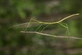 Image of a siam giant stick insect on the branch on nature background. Insect. Animal