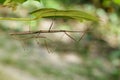 Image of a siam giant stick insect on leaves.