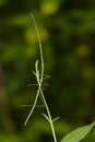 Image of a siam giant stick insect on nature background. Insect