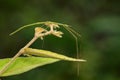 Image of a siam giant stick insect on nature background. Insect