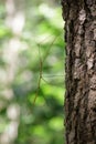 Image of a siam giant stick insect on the tree. Insect. Royalty Free Stock Photo