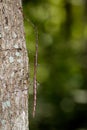 Image of a siam giant stick insect on the tree. Insect Royalty Free Stock Photo
