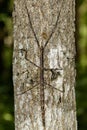 Image of a siam giant stick insect on the tree. Insect Royalty Free Stock Photo