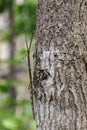 Image of a siam giant stick insect on the tree. Insect Royalty Free Stock Photo