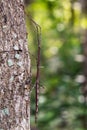 Image of a siam giant stick insect on the tree. Insect Royalty Free Stock Photo