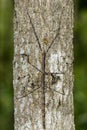 Image of a siam giant stick insect on the tree. Insect