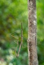 Image of siam giant stick insect on tree on nature background.