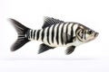 Image of siamese tigerfish on a white background. Animals. Illustration, Generative AI