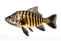 Image of siamese tigerfish on a white background. Animals. Illustration, Generative AI