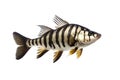 Image of siamese tigerfish on a white background. Animals. Illustration, Generative AI