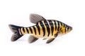 Image of siamese tigerfish on a white background. Underwater animals. Fishs. Illustration. Generative AI