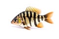 Image of siamese tigerfish on a white background. Underwater animals. Fishs. Illustration. Generative AI