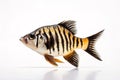 Image of siamese tigerfish on a white background. Underwater animals. Fish. Illustration. Generative AI Royalty Free Stock Photo