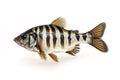 Image of siamese tigerfish on a white background. Underwater animals. Fishs. Illustration. Generative AI