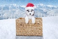 Siberian husky puppy at Christmas time Royalty Free Stock Photo