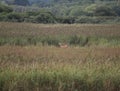 Sika deer in wetlands