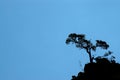 Silhouette of a tree against the light in the highest part of the mountain