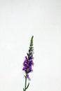 Simple purple flowers against a white background