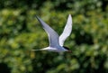 Image of a single Arctic tern (Sterna paradisaea) soaring in the sky above a lush forest