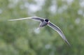 Image of a single Arctic tern (Sterna paradisaea) soaring in the sky above a lush forest