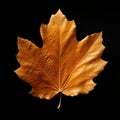 image of a single autumn leaf on the black background