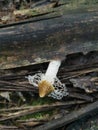 Single bridal veil stinkhorn fungi sprouting from the branch