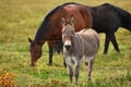 One Grey Donkey Royalty Free Stock Photo