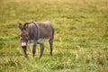 One Grey Donkey Royalty Free Stock Photo