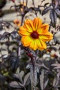 Single joyful yellow flower with red center amid black despair in dying look of leaves and stems