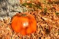 Large Orange Pumpkin and Autumn Leaves