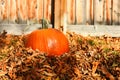 Large Orange Pumpkin and Autumn Leaves