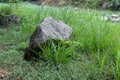 Image of a single large rock boulder, grey and black in color. Wet big stone on the lush green. Boulder is sitting close to river. Royalty Free Stock Photo