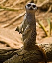 Image of a single Meerkat standing on the branch of a tree in the blurred background. Royalty Free Stock Photo