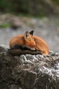 Image of a single orange sleeping fox on the rocks.