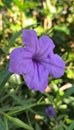 Image of a single purple flower 02