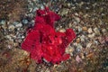 Image of a single red Leaf Scorpionfish in the water. Royalty Free Stock Photo