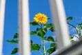 single sunflower behind grid Royalty Free Stock Photo