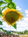 single sunflower blue sky background