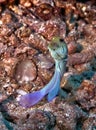 Image of a single Yellowhead jawfish swimming in the water. Royalty Free Stock Photo