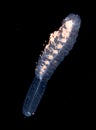 Image of siphonophore taken at night. Royalty Free Stock Photo